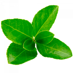 Зелёный чай