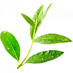 Чайное дерево