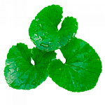 Центелла азиатская