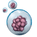 Стволовые клетки