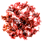 Ирландский мох