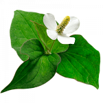 Хауттюйния