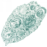 Ферменты протеобактерий